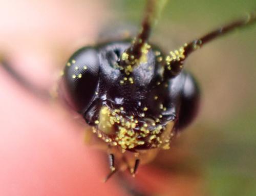Réf. 358 619 : Trachelus troglodyta